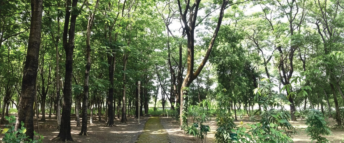 KBL Centenary Forest, Dewas Plant