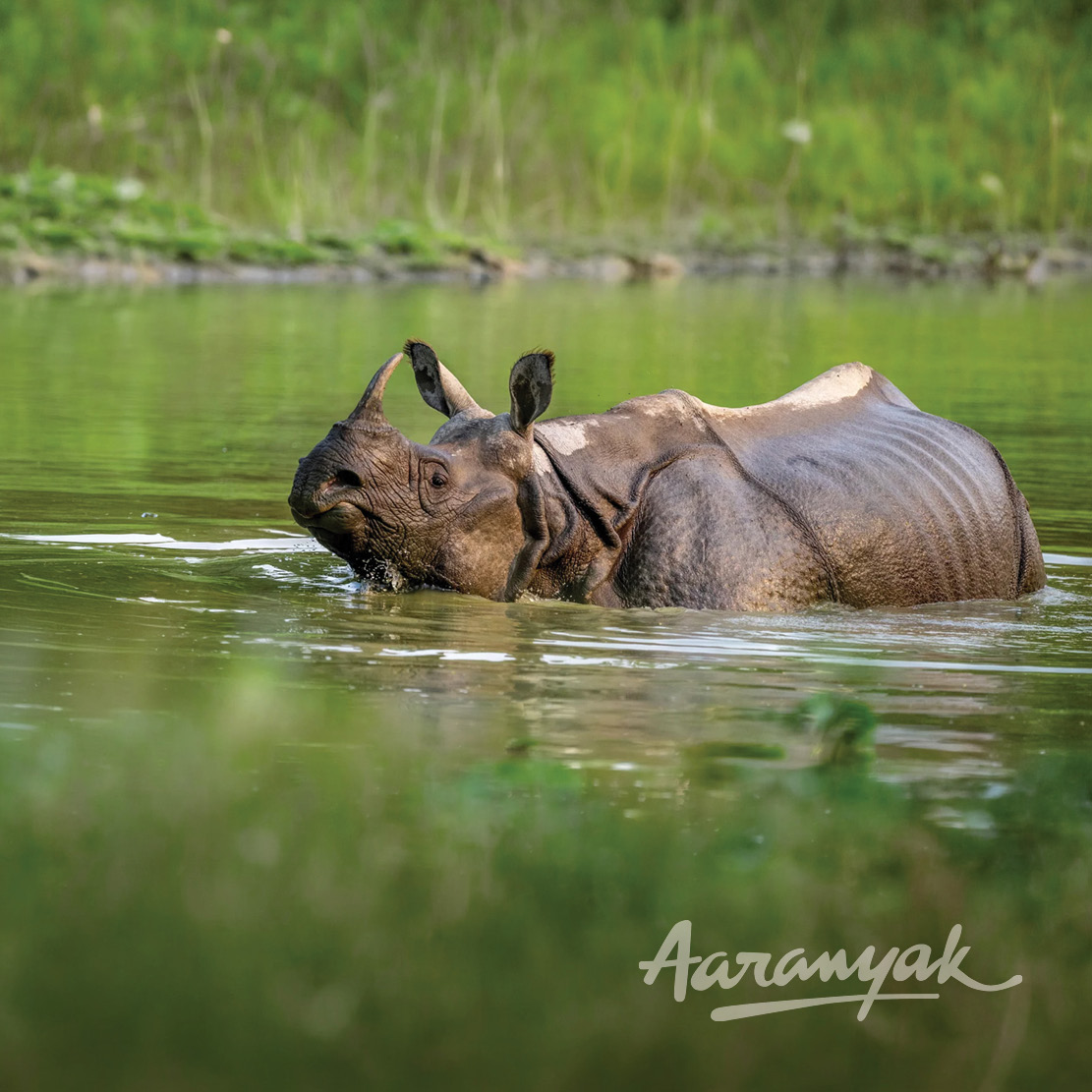 KBL supports Aaranyak in protecting Northeast India’s wildlife heritage